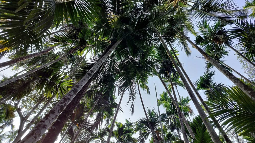 Goan Villagers Stand Against Big, Unsustainable Projects