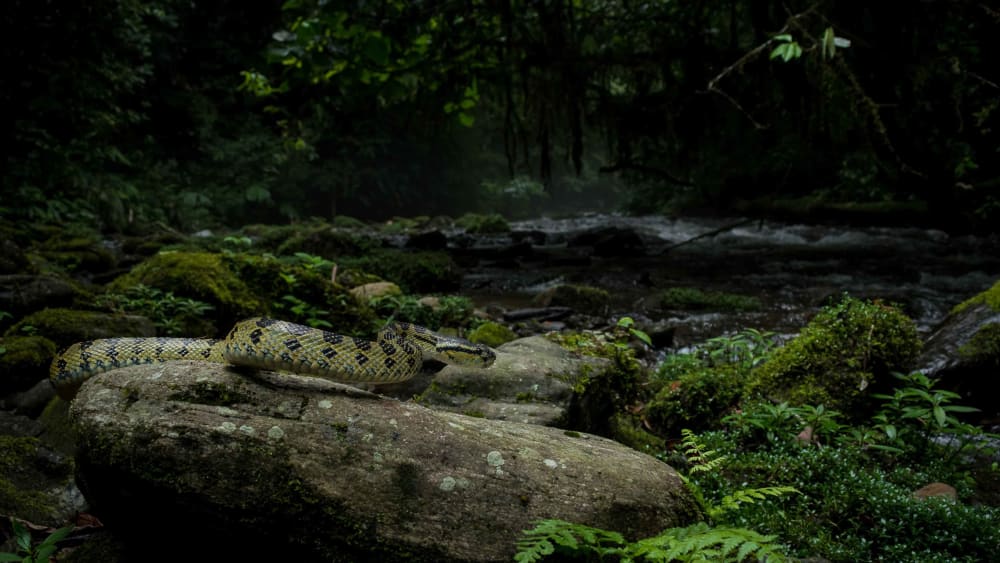 Pit Vipers of Northeast India