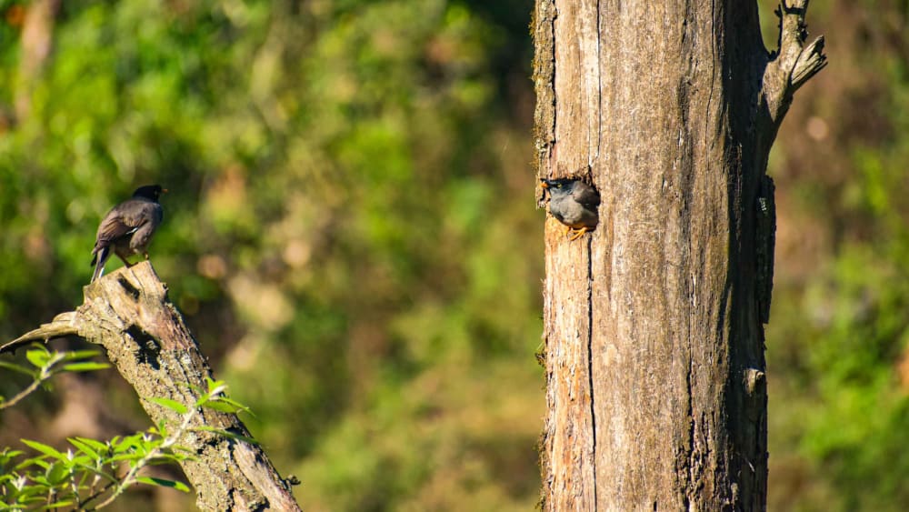 Bird Housing: Rumblings in the Old Poplar Apartment Block
