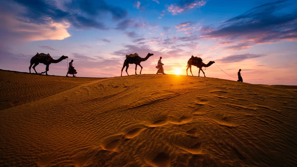Rajasthan’s Desert Ecology Impacted by Unusually Heavy Rains
