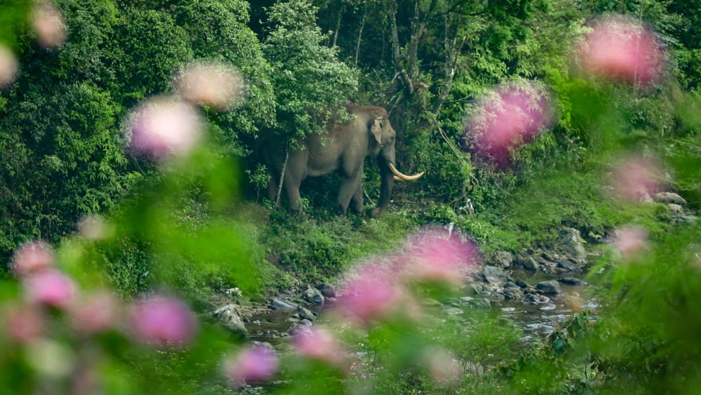 With A Little Help From Our Friends: Managing Invasive Plant Species
