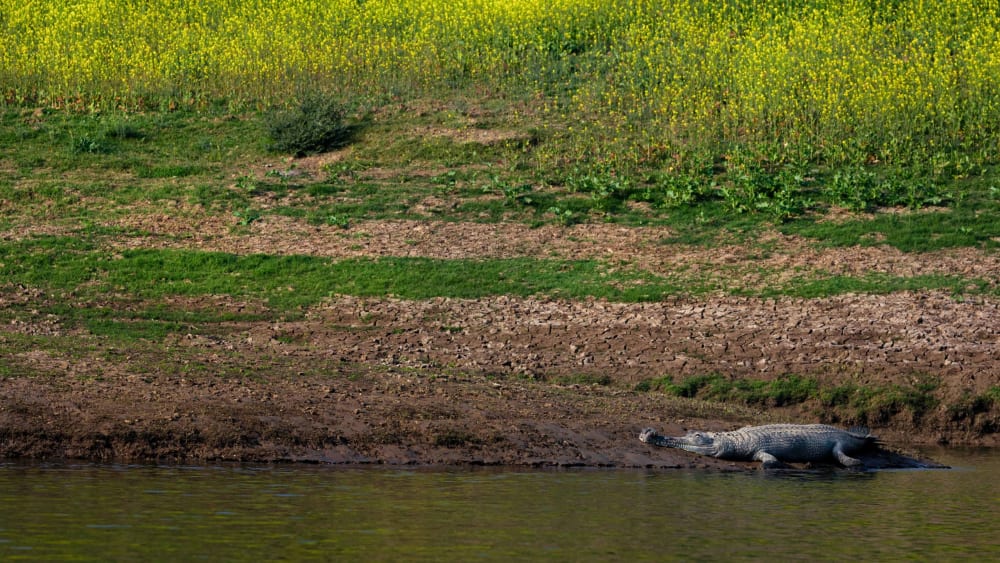 Gharial: Champion for the Chambal