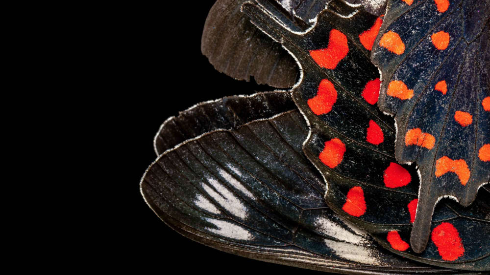 The Science of Wing Patterns and Colours in Butterflies and Moths