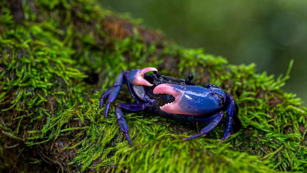Amboli Purple Forest Crab: The Phantom Rain-Puddle Resident