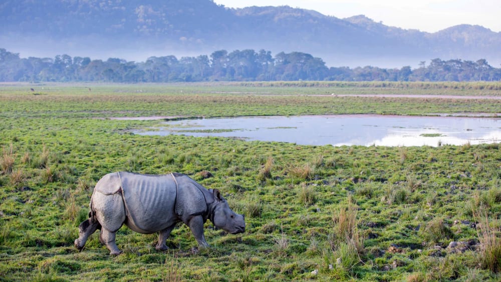 The Rhino’s Future in India
