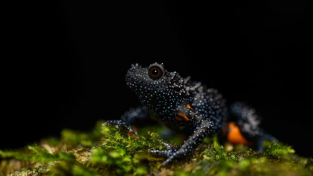 Deforestation Threatens Western Ghats' Amphibians