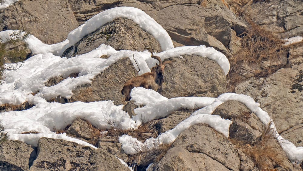 Living on the Edge: The Pir Panjal Markhor