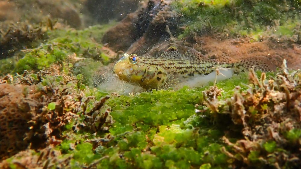 The Guide: Malvan Marine Sanctuary