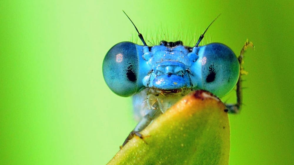 Dashing Damselflies: Aerialists in an Arthropod Circus