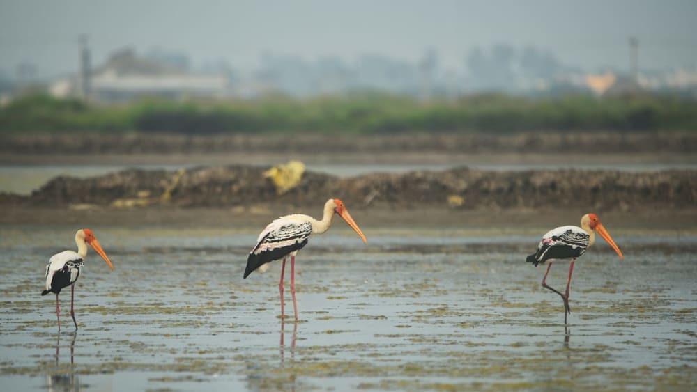 Birding Around the Salt Pans of Tuticorin