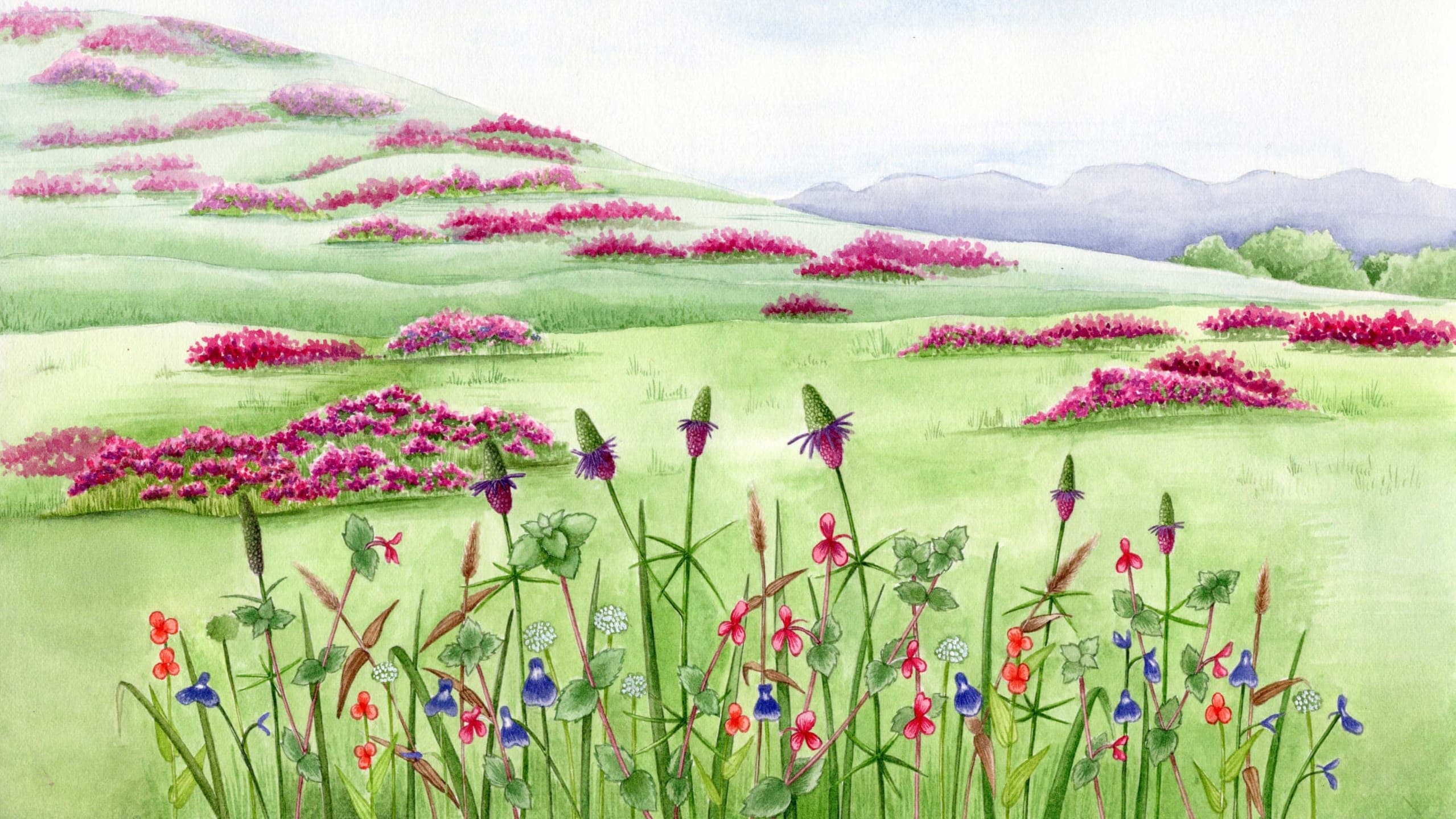 Colourful Company: Where the Wildflowers Bloom