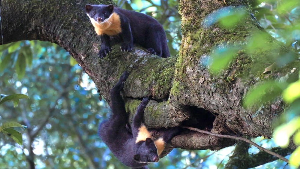 Nilgiri Marten: Phantom of the Western Ghats