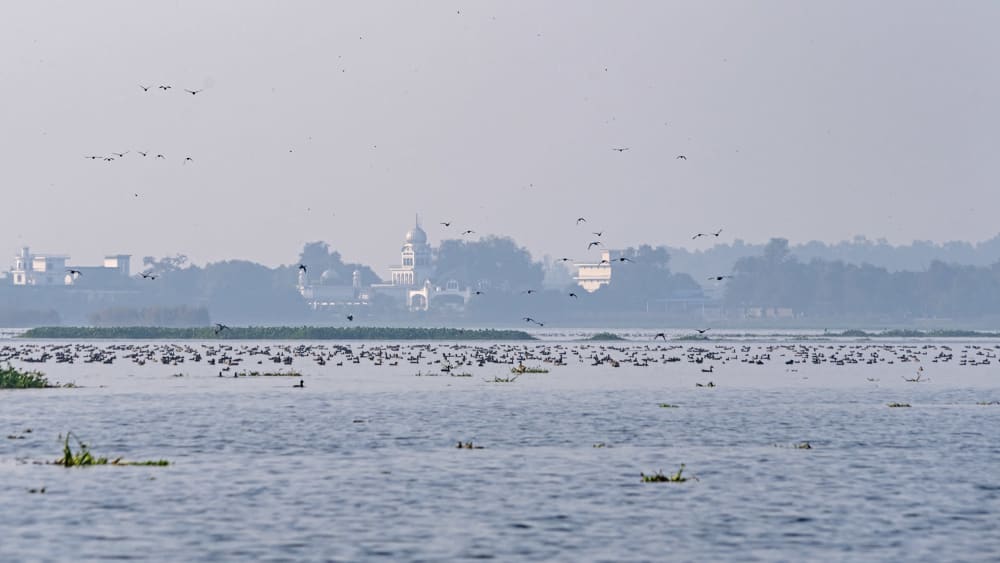 The Story of Harike: A Wetland that has Witnessed History