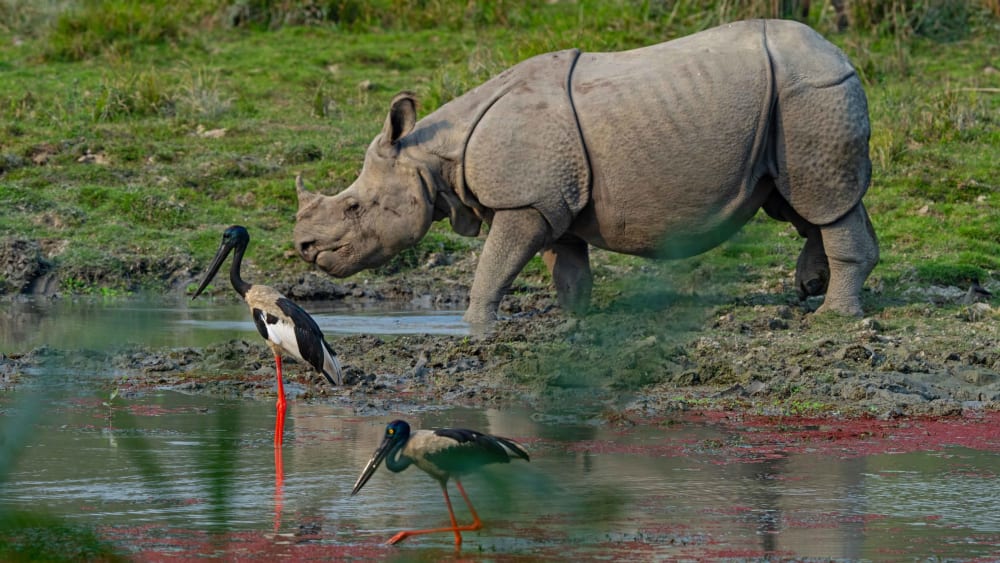 Rhinos Without Borders