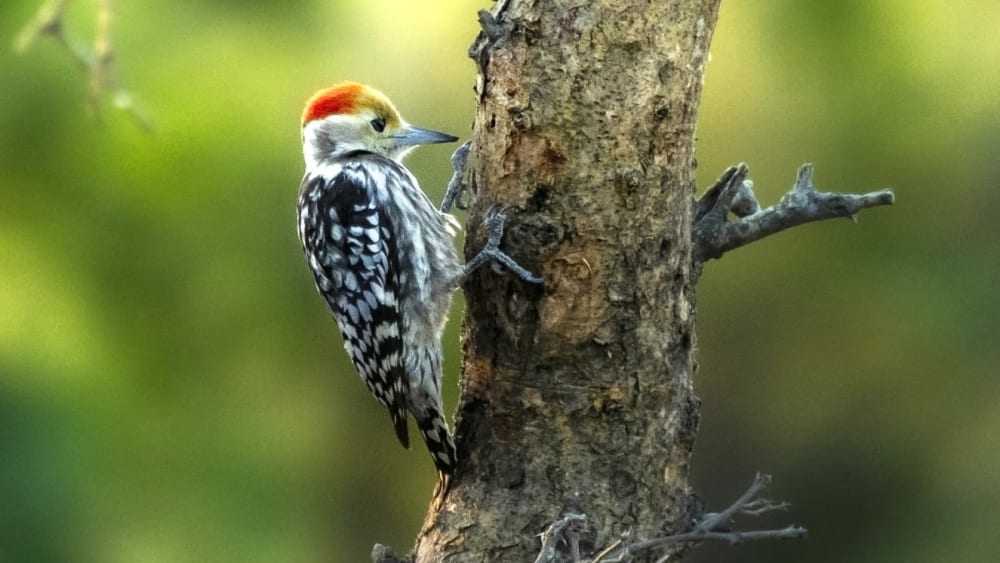 What Woodpeckers are Telling Us, and Why it’s Important