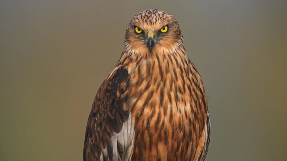 Gangsta Bird: The Western Marsh Harrier