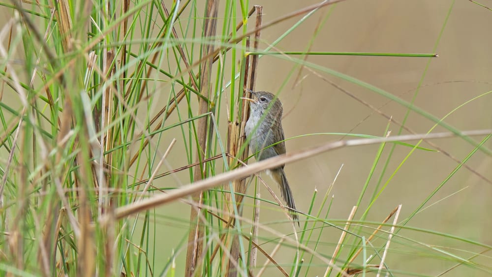 Birds of Arunachal Sanctuary Threatened by Loss of Grasslands
