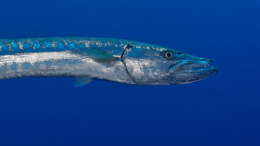 Great Barracuda: Shiny and Scary but Surprisingly Shy