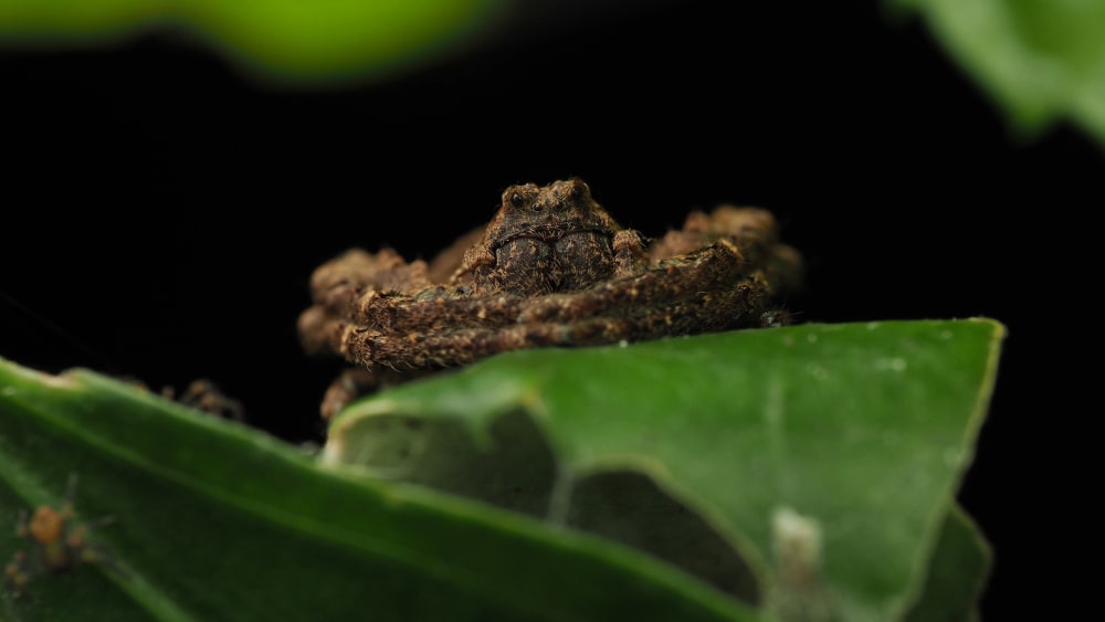Angaeus: The Resourceful Crab Spider Mother