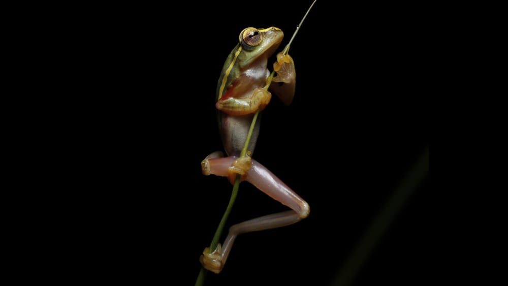 What Frog Songs Tell Us