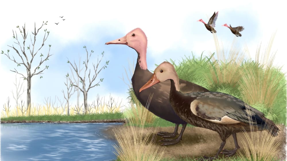 Pink-headed Duck: Pronounced Extinct, Verdict Awaited