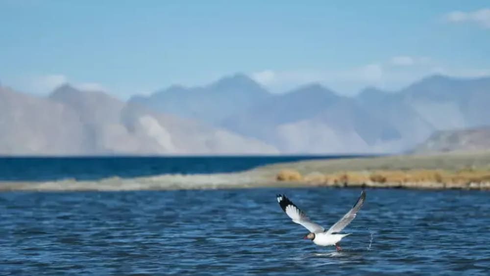 Tso Kar: A White Lake that Welcomes Birds