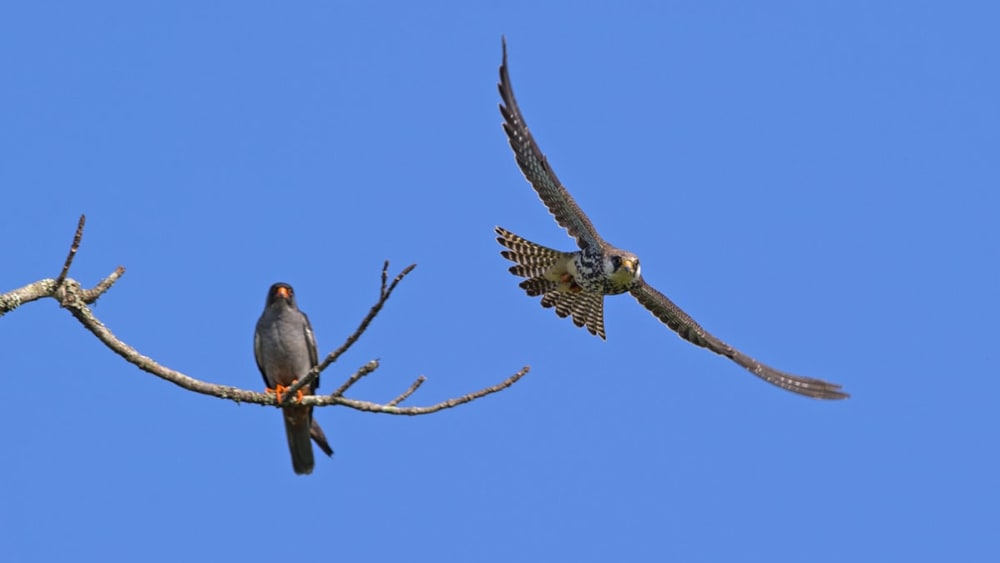 Phoenix of the Northeast: Once Hunted, Amur Falcons are Now Welcomed and Celebrated