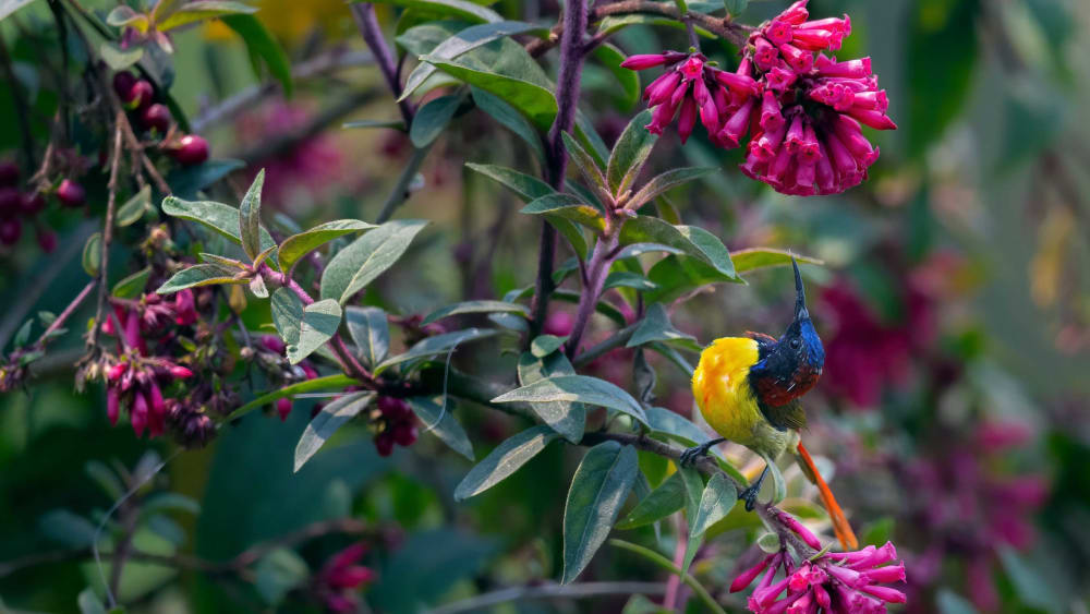 High Life: The Birds of Neora Valley National Park