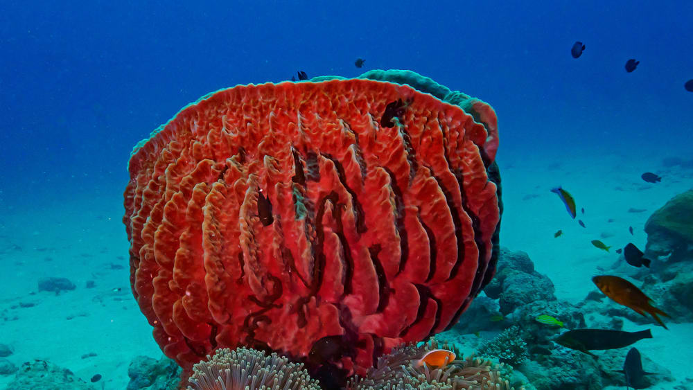 An Ode to Sponges