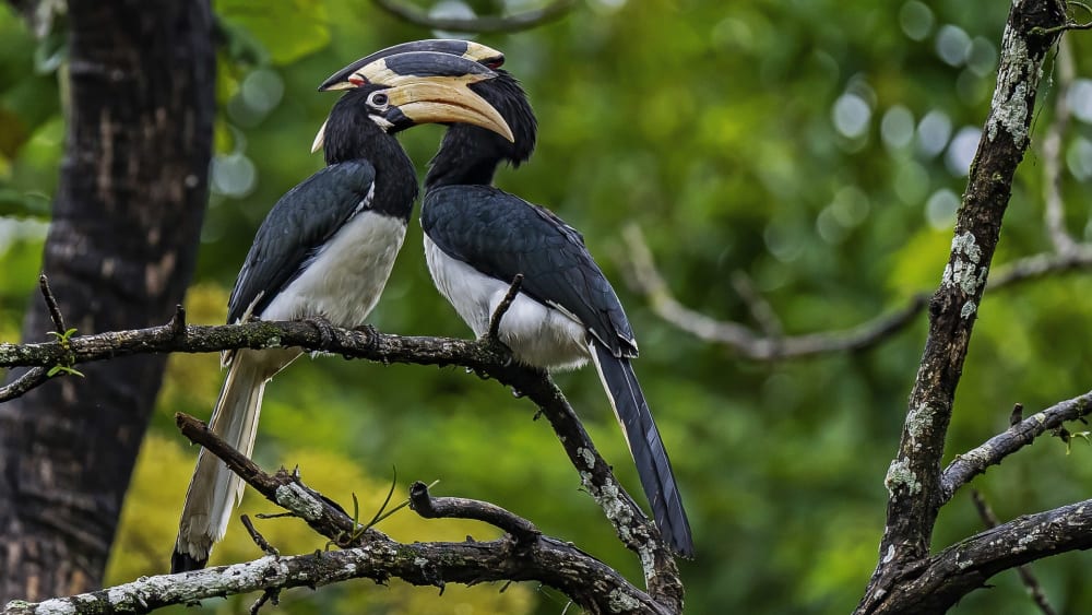 Malabar Pied Hornbill: From Forest to Fragments