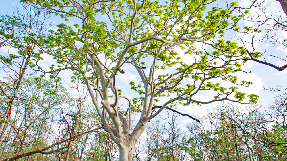 The Ghost Tree: Courting the Frozen Dancer in the Forest