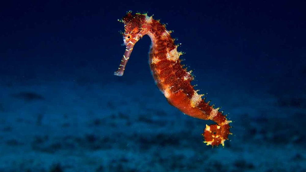 The Fish That Quit Horsing Around