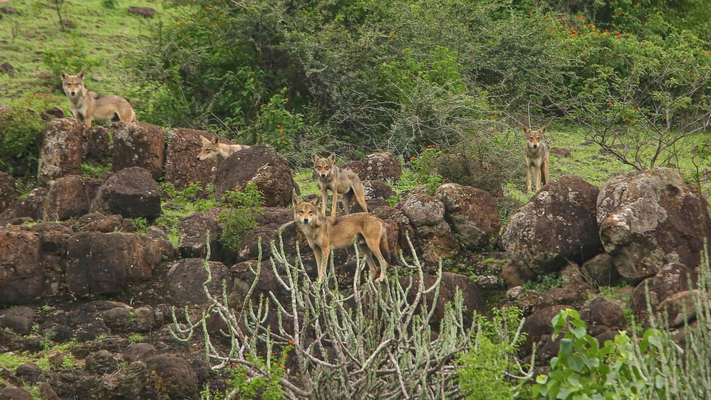 Wolves Give the Silent Treatment