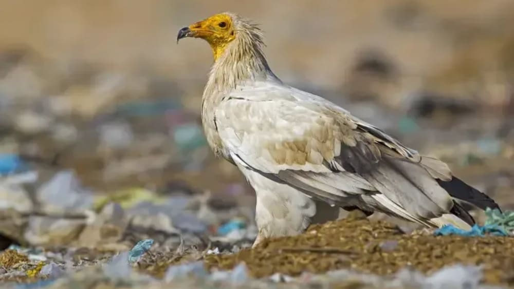 Vultures: Scavengers of the Sky at Risk