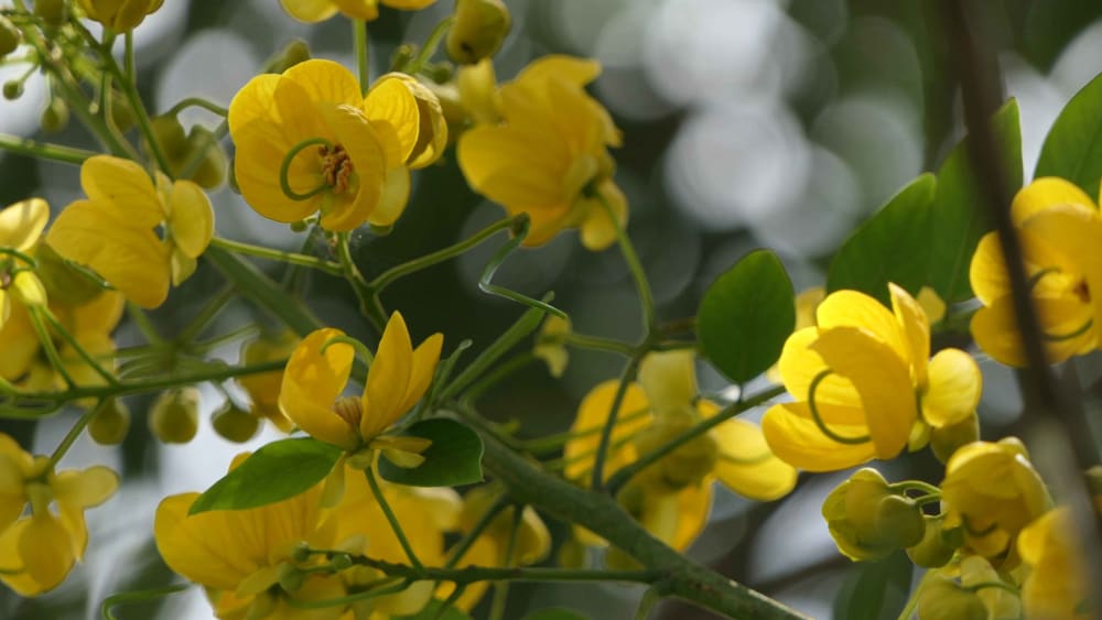 Gone Rogue: The Golden Shower Turns Invasive in the Western Ghats