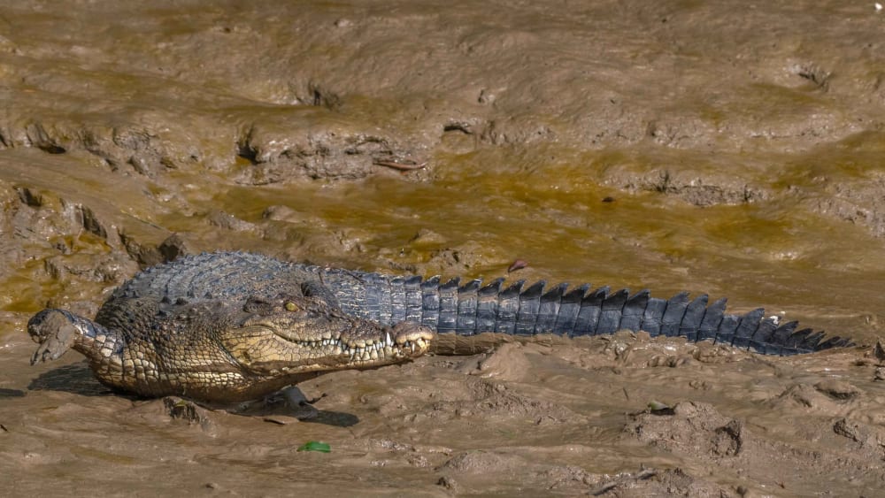 Back from the Brink: Saltwater Crocodiles in Bhitarkanika