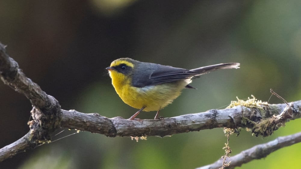Nagaland's Biodiversity Documentation Receives Boost Through First Bird Count