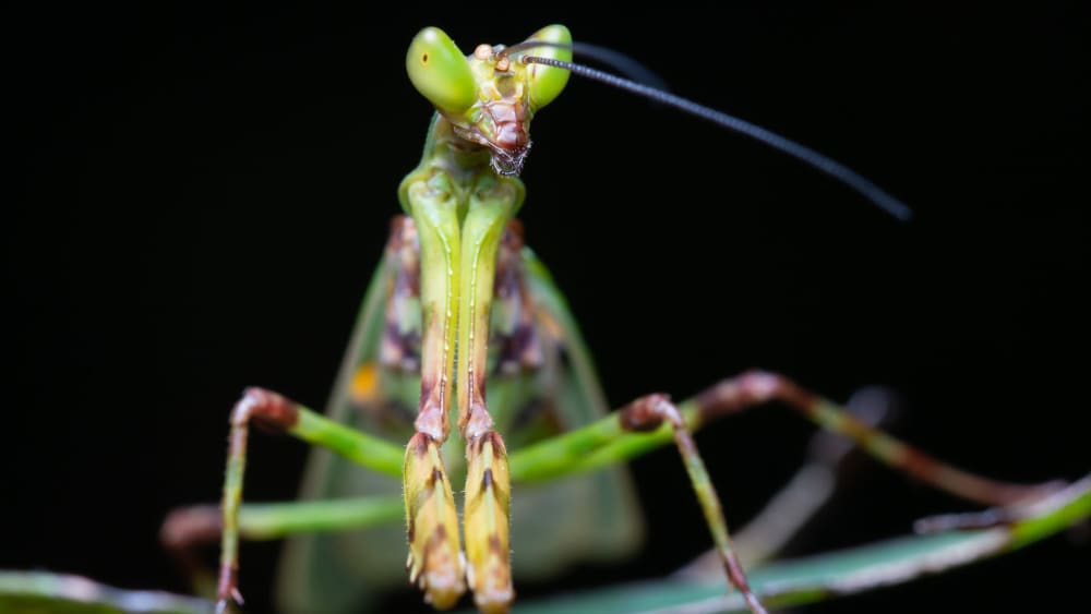 Out of Favour: Prayer for a Mantis