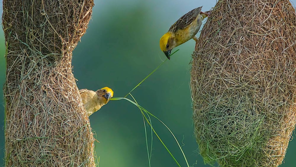 Cosy Colonies of Wondrous, Wily Weavers