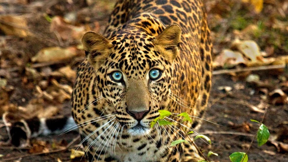 Hide and Seek: On the Scent of a Leopard in Tiger Country
