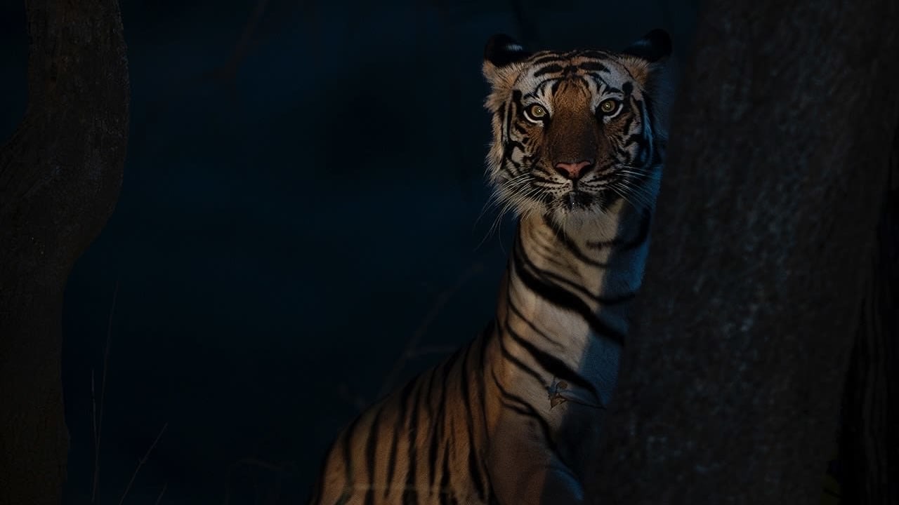 Shifting Boundaries: Tigers in our Backyard