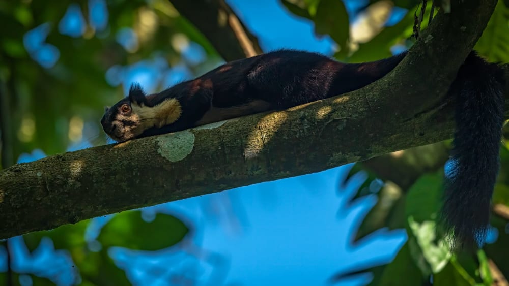 Word Search Puzzle: Giant Squirrels of India
