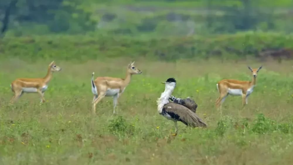 Great Indian Bustard’s Life on the Edge