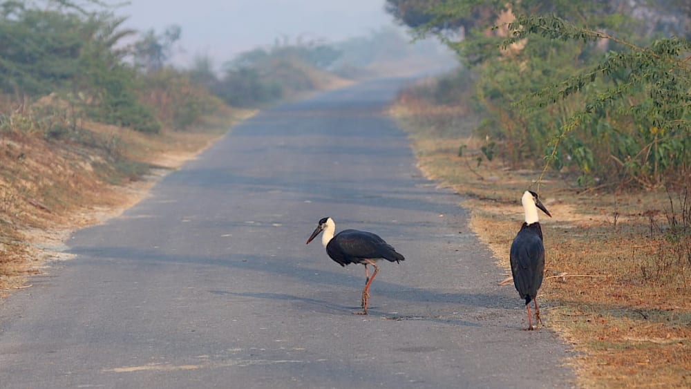 Woolly-necked Storks Thriving in Haryana