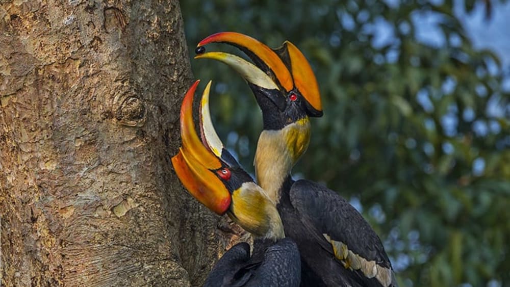 Wildlife Puzzle: The Hornbill and its One Great Love