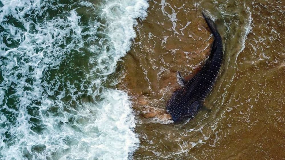 Whale Shark Strandings Increase Along Andhra Pradesh Coast