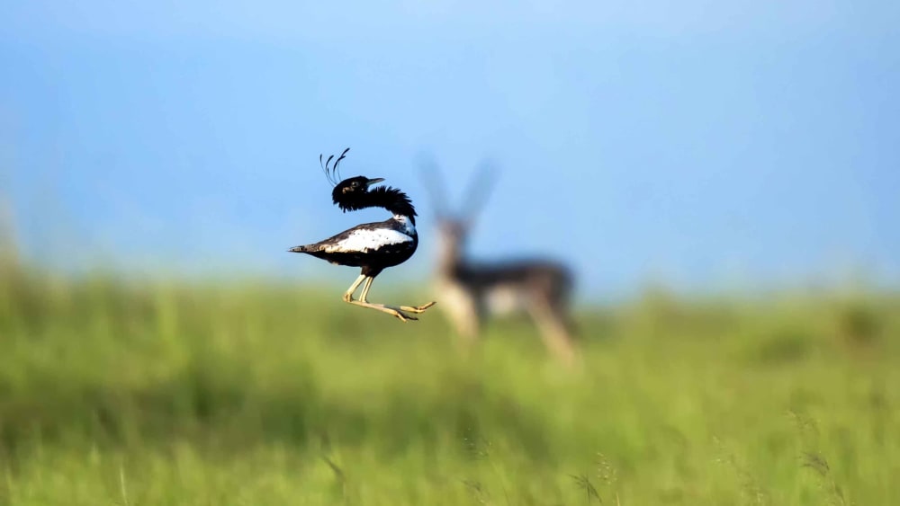 Lesser Florican: Hope in Rajasthan, but on the Brink in Madhya Pradesh