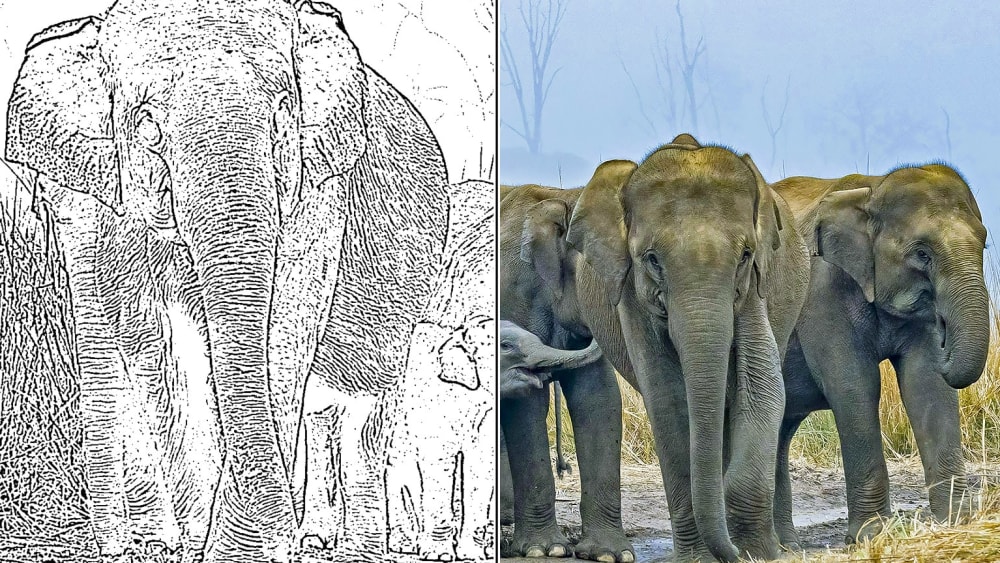 Wildlife Colouring Sheet: Asian Elephant