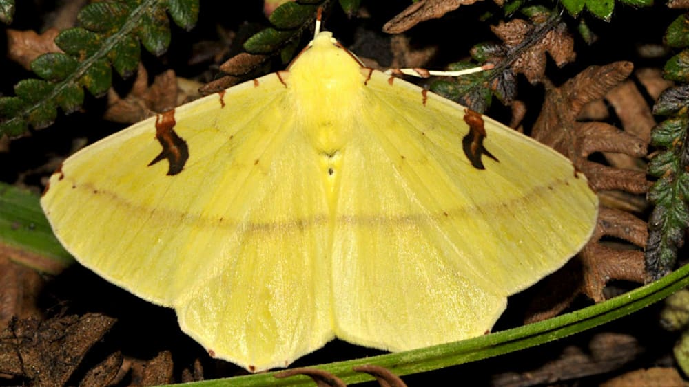 Moth Inventory: Expanding Our Faunal Database