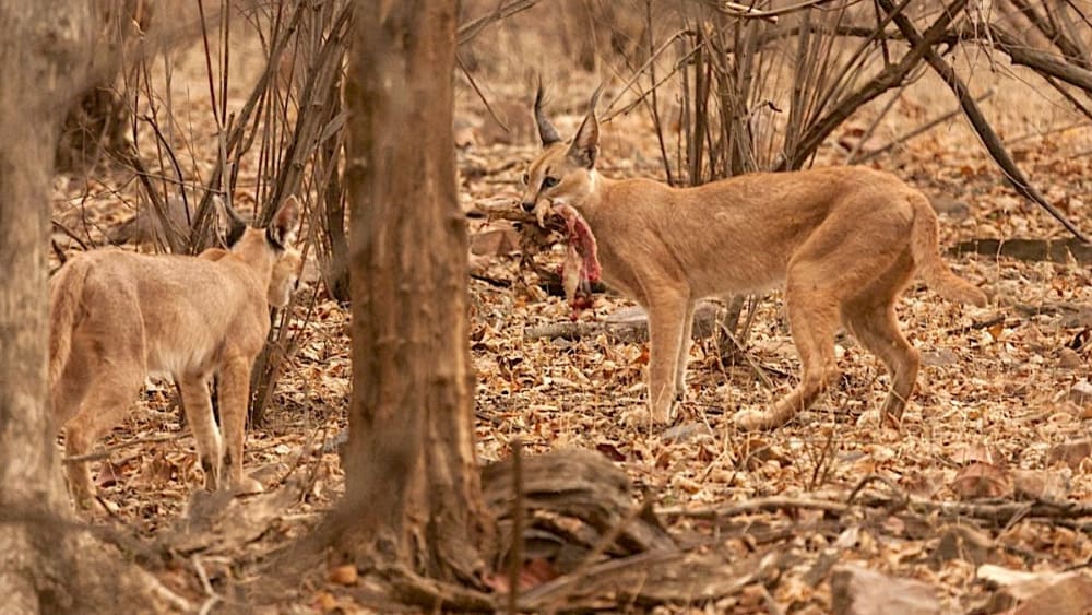 Caracal in Crisis: From a Life among Royals, to Fighting for Survival